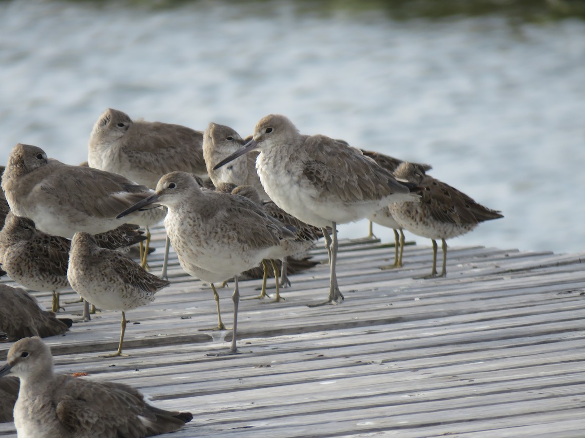 Willet - ML91300121