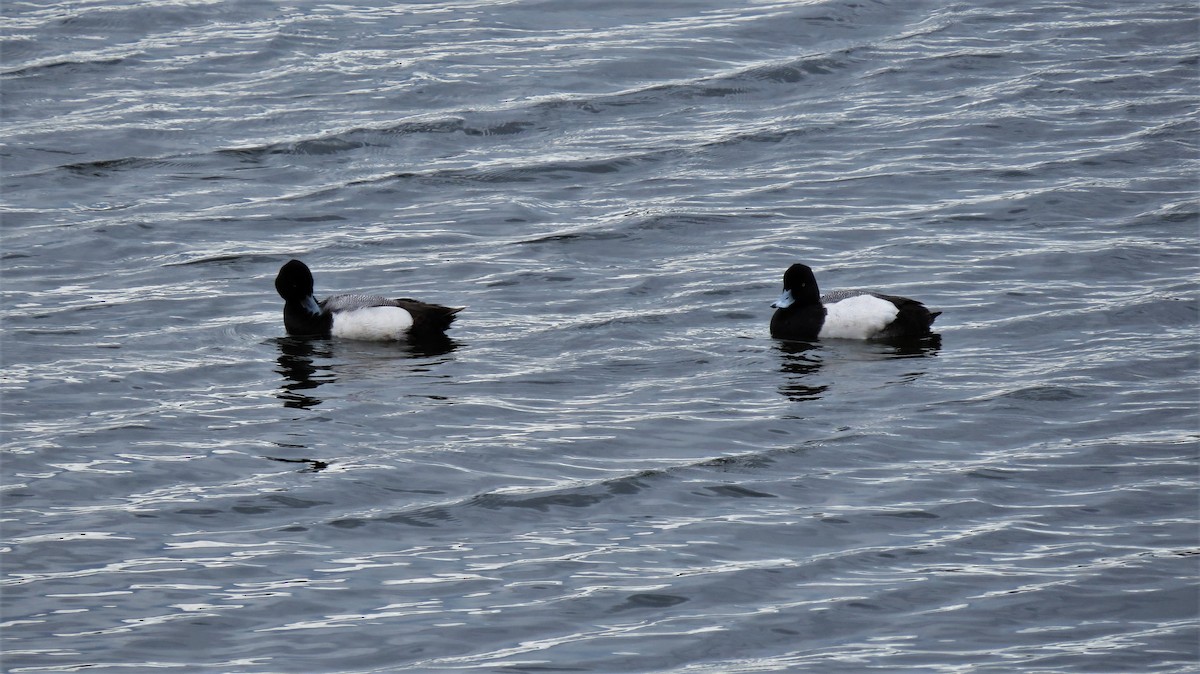 Lesser Scaup - Christopher Meglino