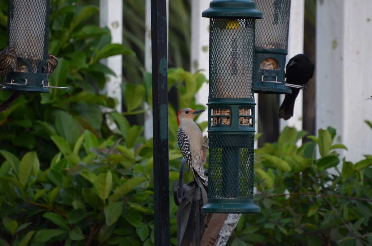 Red-bellied Woodpecker - ML91300991
