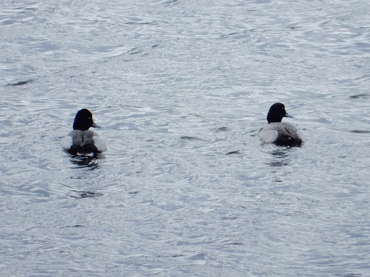 Lesser Scaup - ML91301231