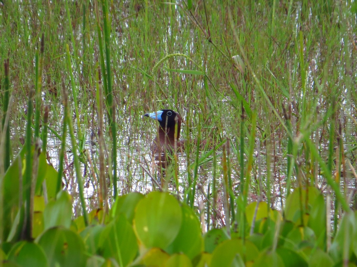 Masked Duck - ML91302061