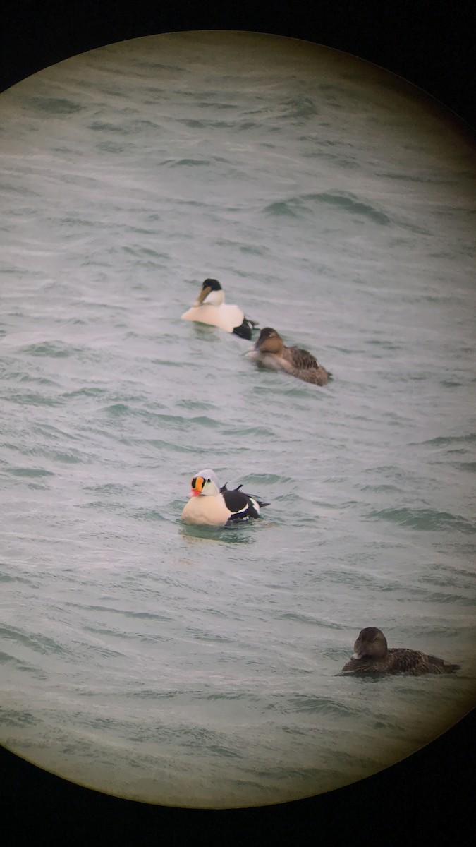 King Eider - ML91302081