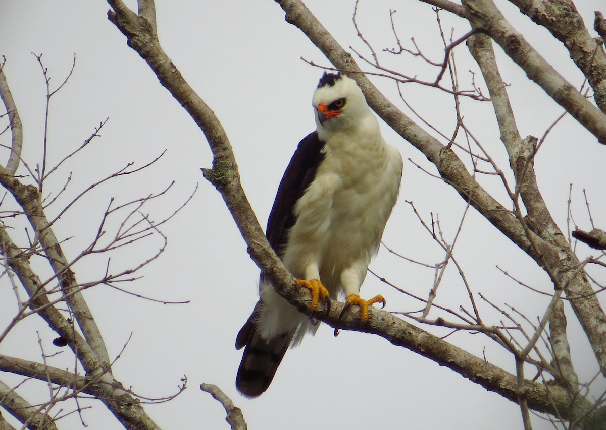 Black-and-white Hawk-Eagle - ML91304061