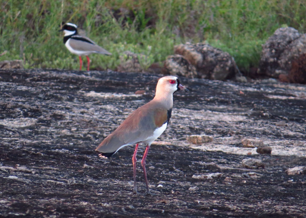 Southern Lapwing - ML91306211