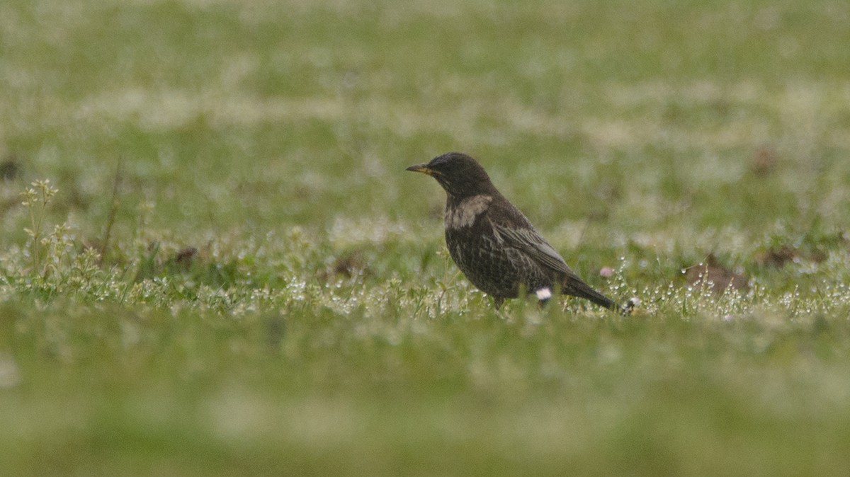 Ring Ouzel - Arda Dönerkayalı