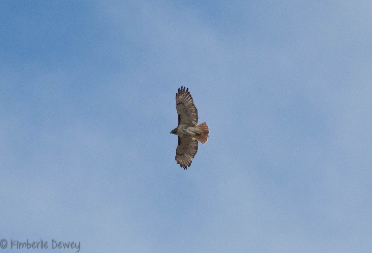 Red-tailed Hawk - ML91310091