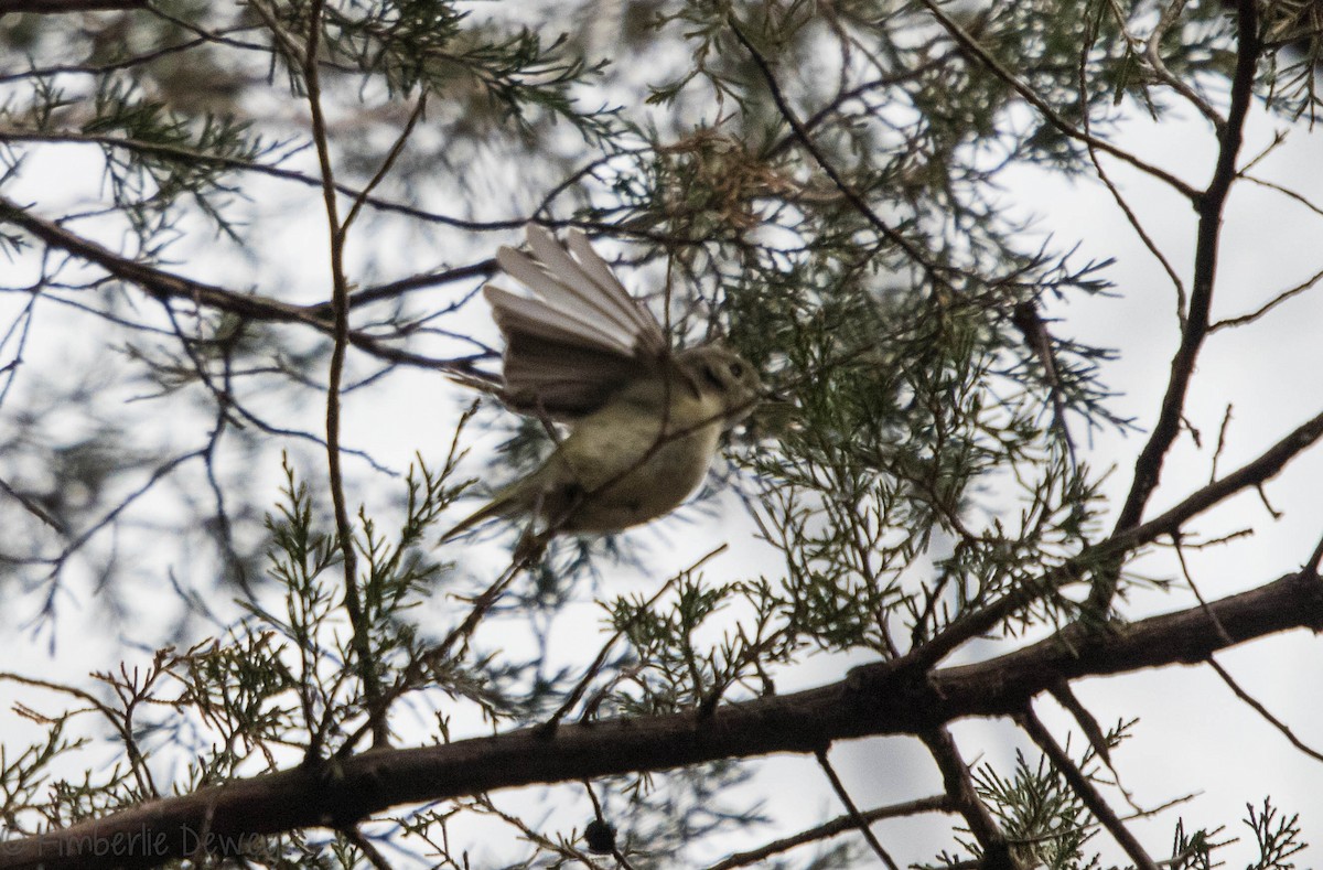 Ruby-crowned Kinglet - ML91310171