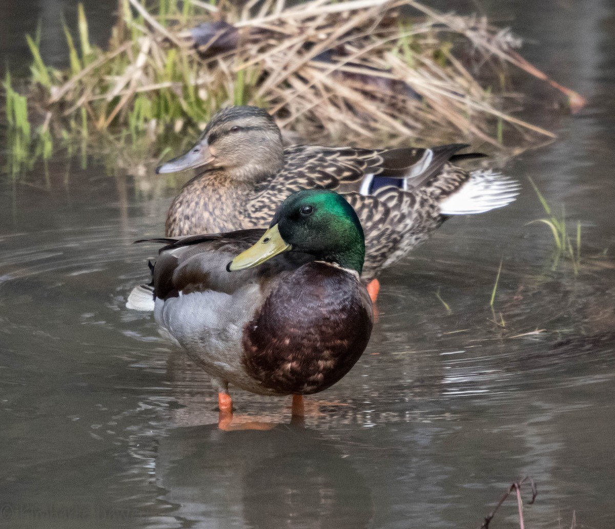 Mallard - ML91310401