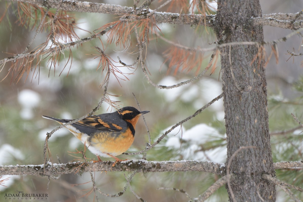 Varied Thrush - ML91310691