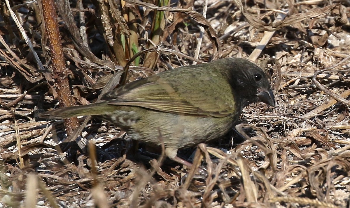 Black-faced Grassquit - ML91311091