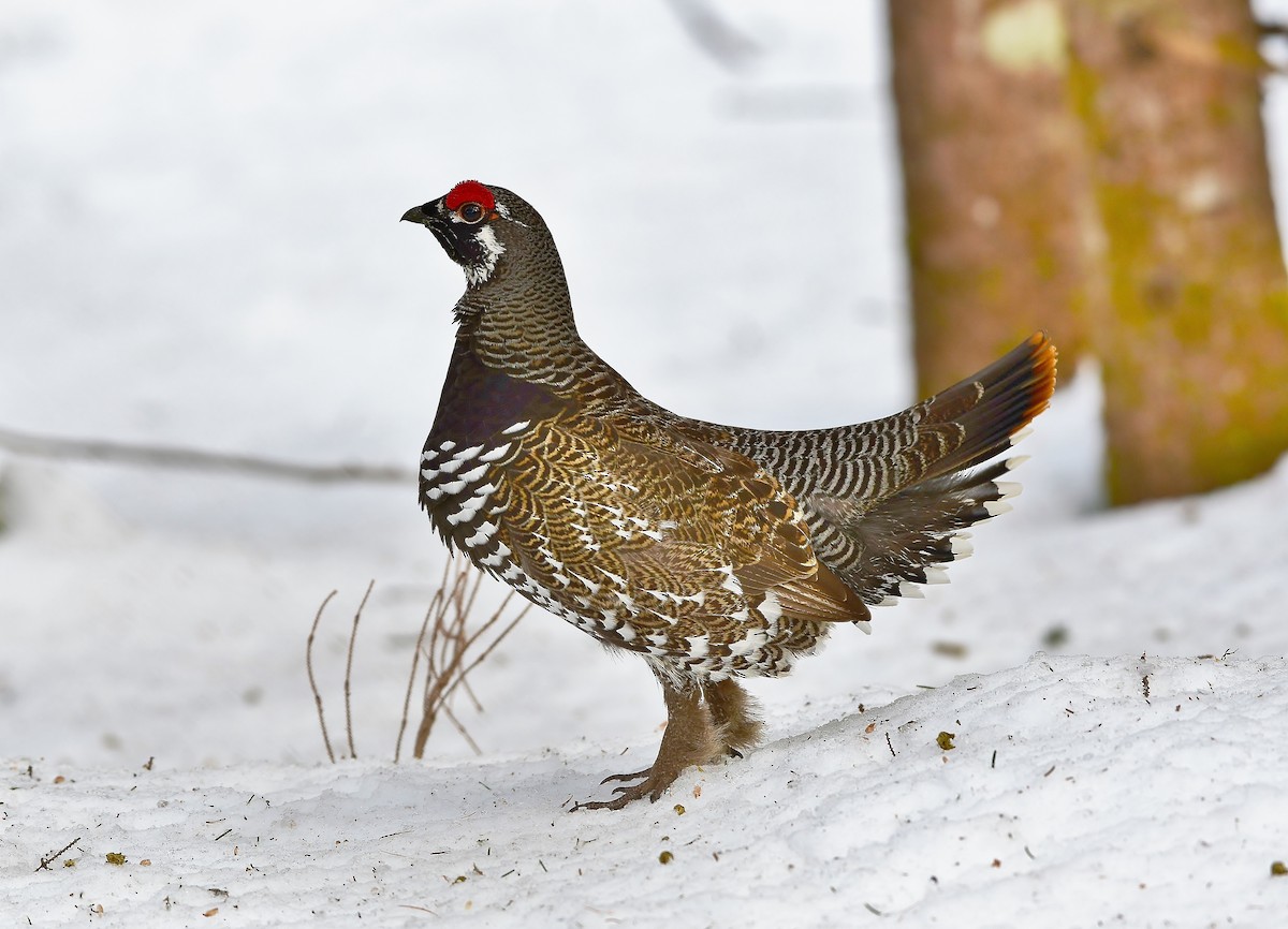 Spruce Grouse - thomas berriman