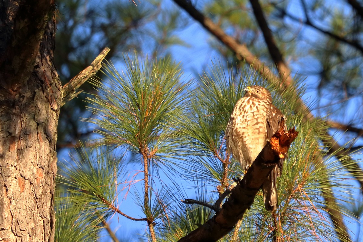 Red-shouldered Hawk - ML91312931