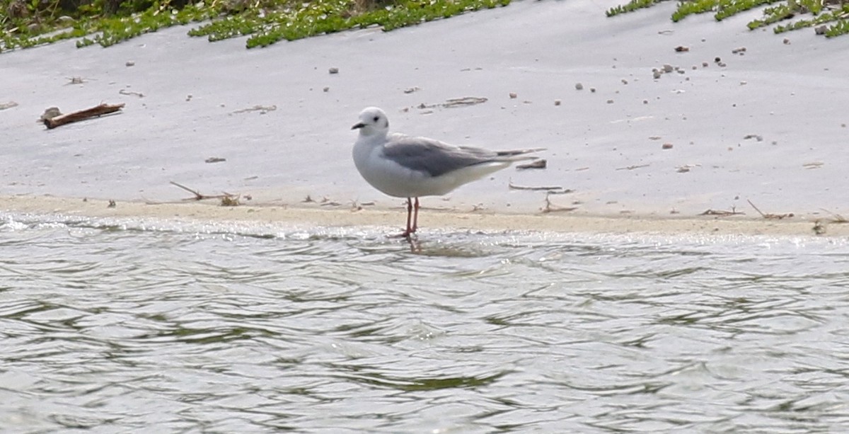 Bonaparte's Gull - ML91312981