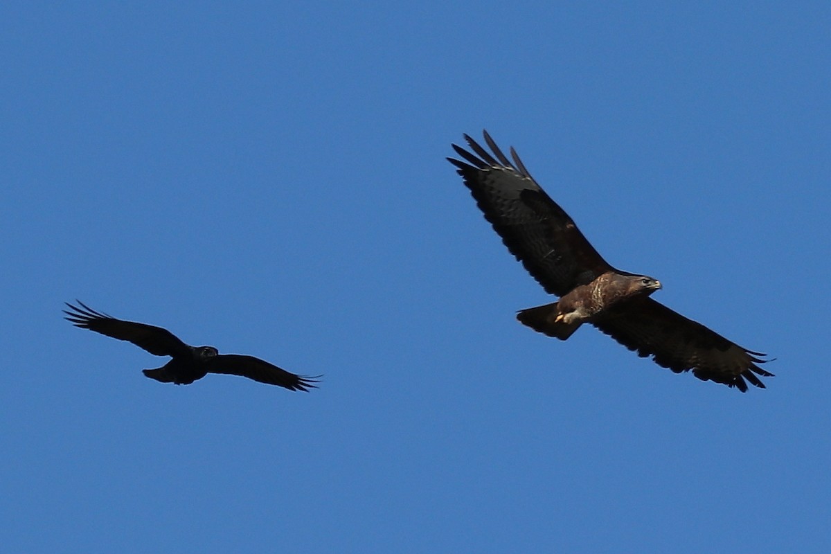 Common Buzzard - ML91314481