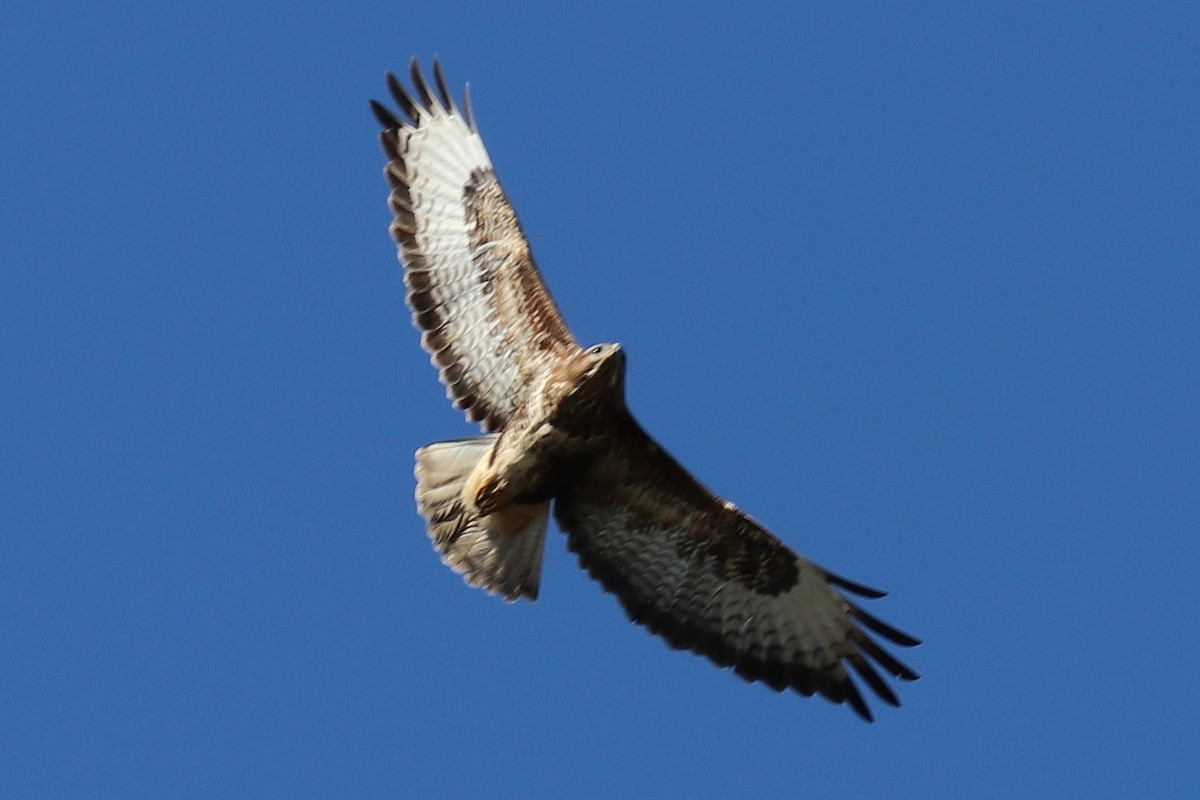 Common Buzzard - Bruce Kerr