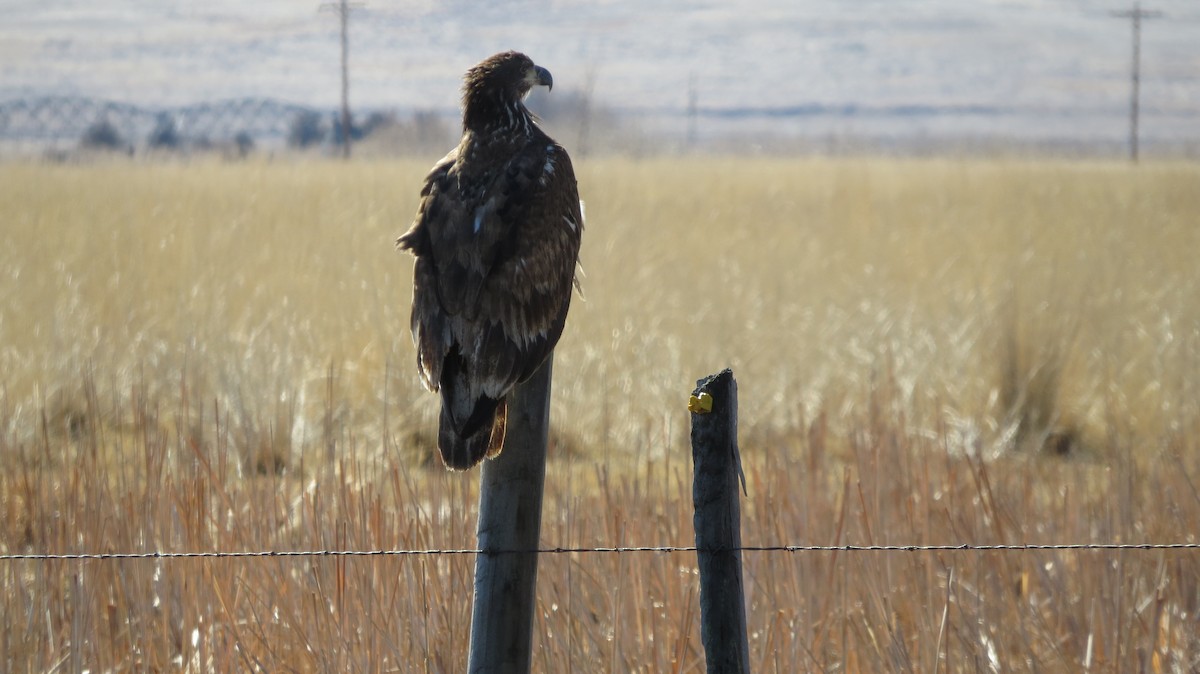 eBird Checklist - 24 Mar 2018 - Hawk Springs Reservoir - 10 species