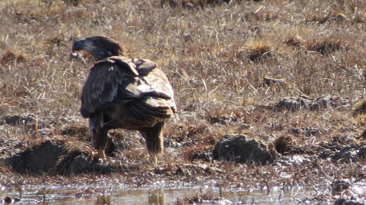 Bald Eagle - Mark Gorges