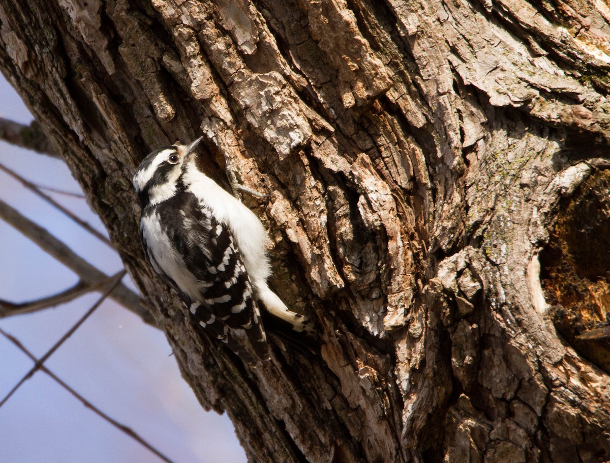Hairy Woodpecker - Dan Stambaugh