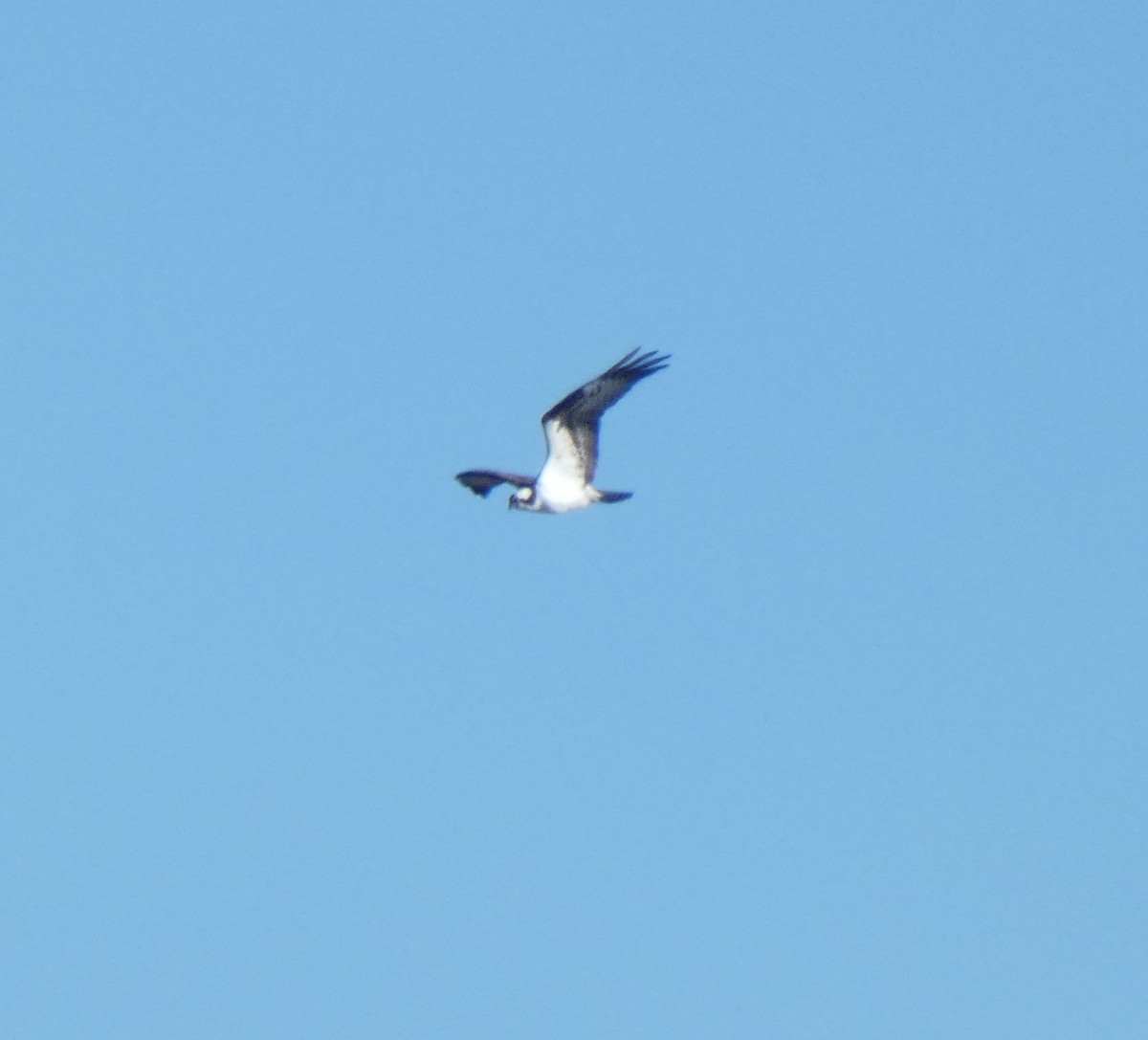 Osprey - ML91318831