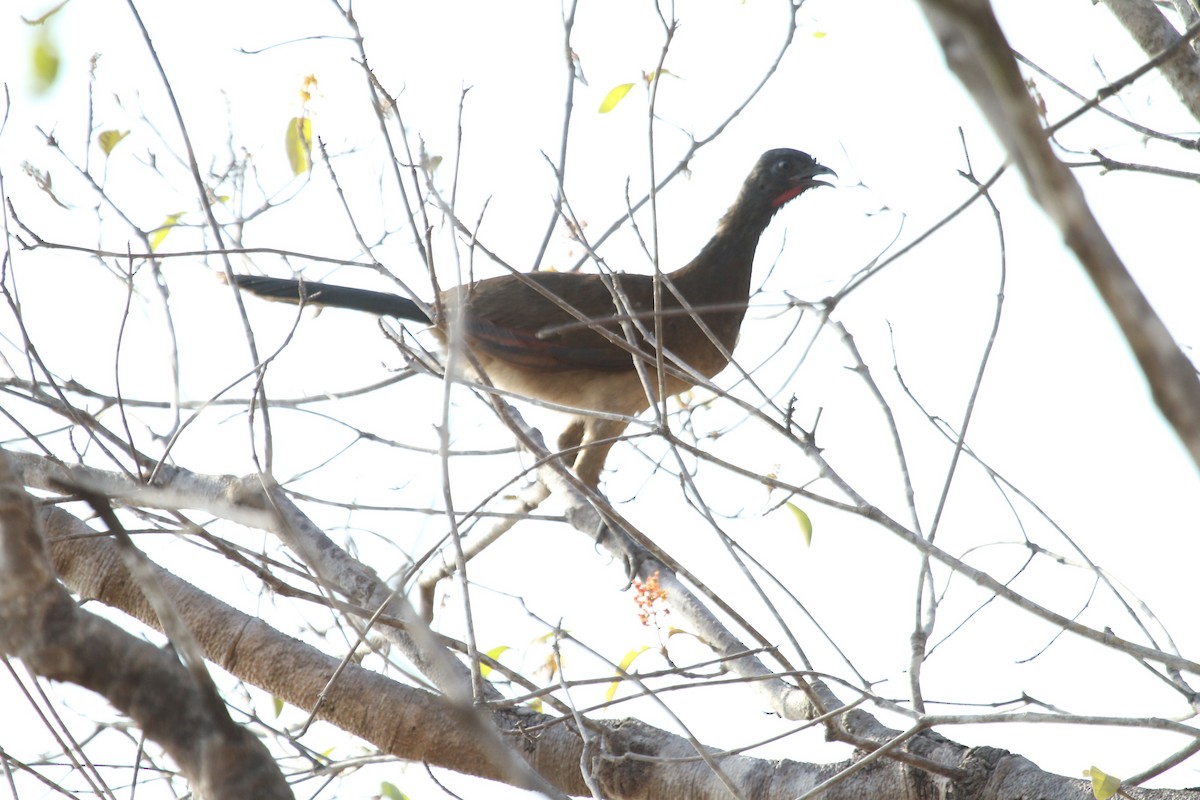 Gray-headed Chachalaca - ML91318881