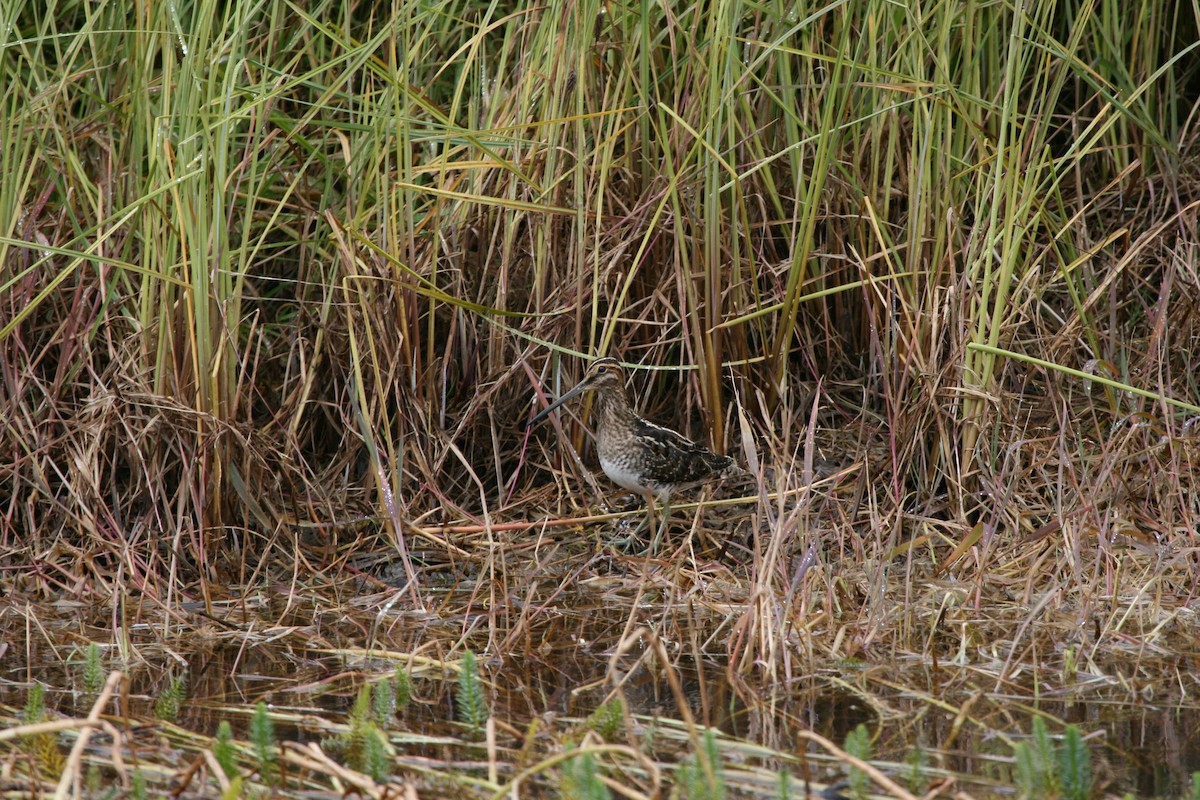 Wilson's Snipe - ML91319201