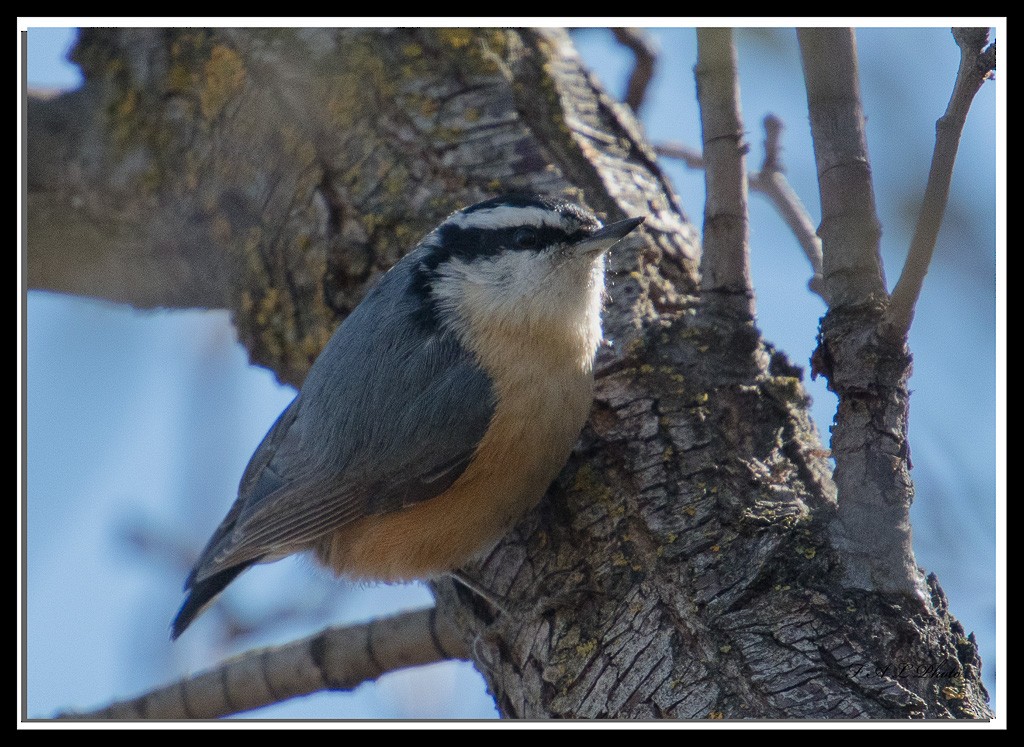 Red-breasted Nuthatch - ML91320951