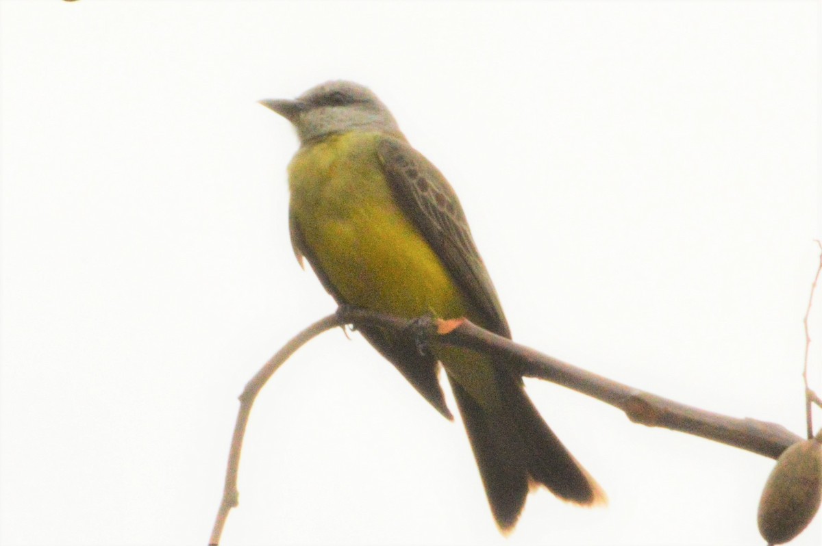 Tropical Kingbird - ML91323531