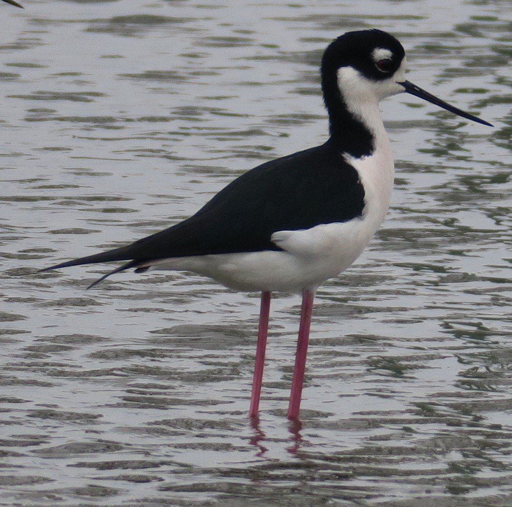 Black-necked Stilt - Mary DeWire