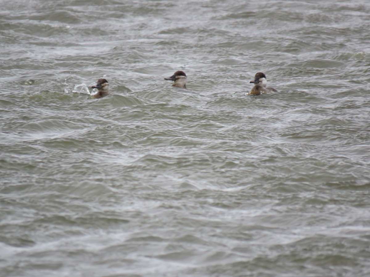 Ruddy Duck - ML91323651