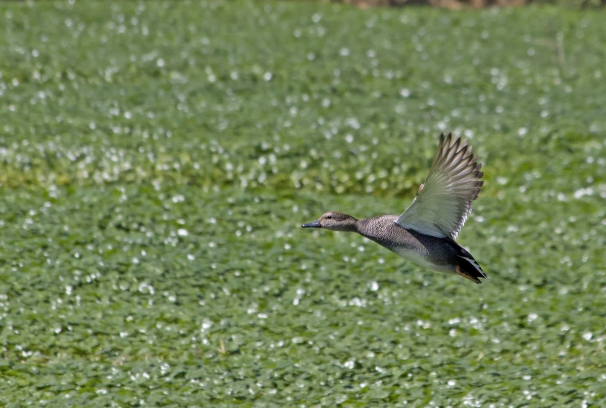 Gadwall - ML91323851