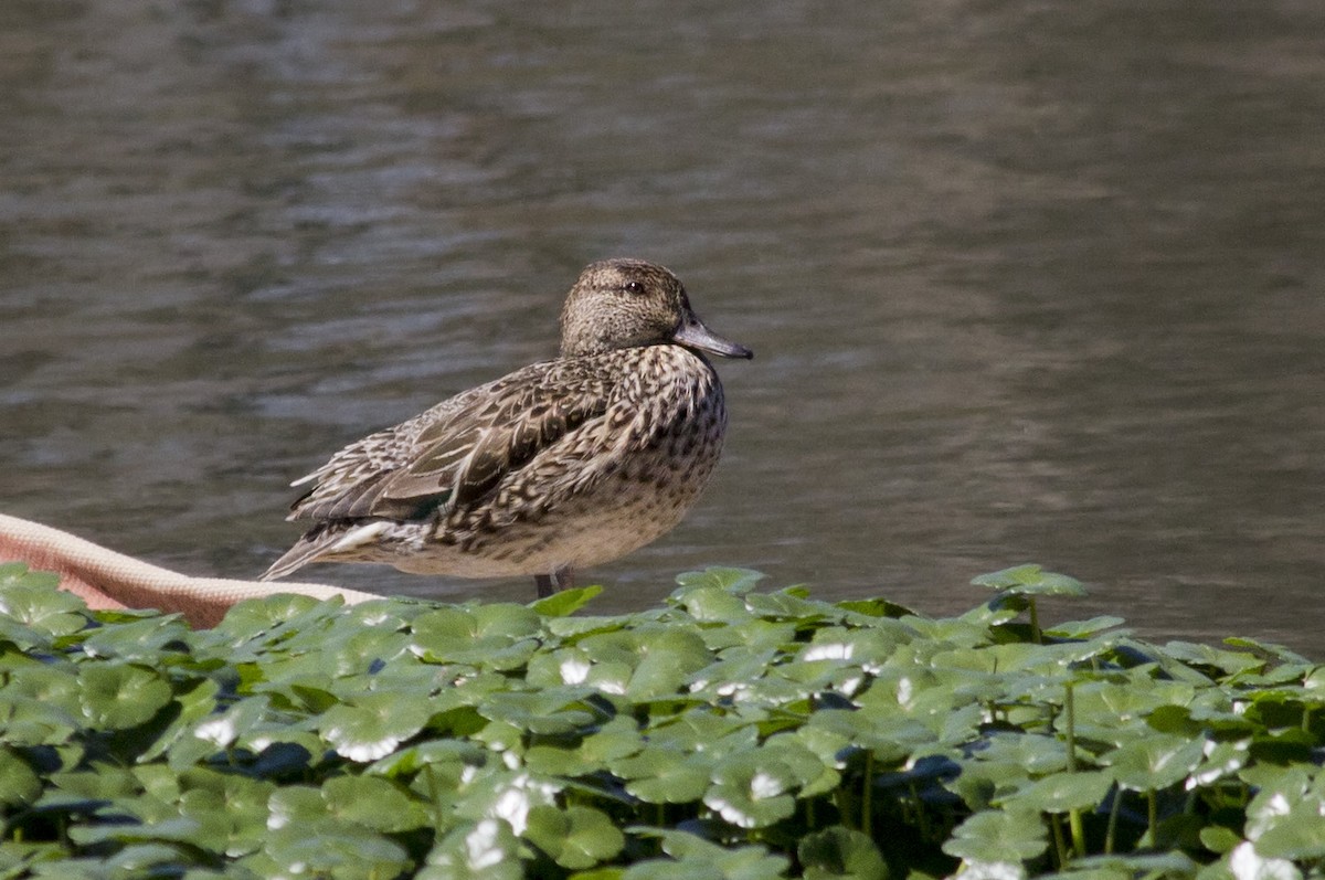 Green-winged Teal - ML91323911