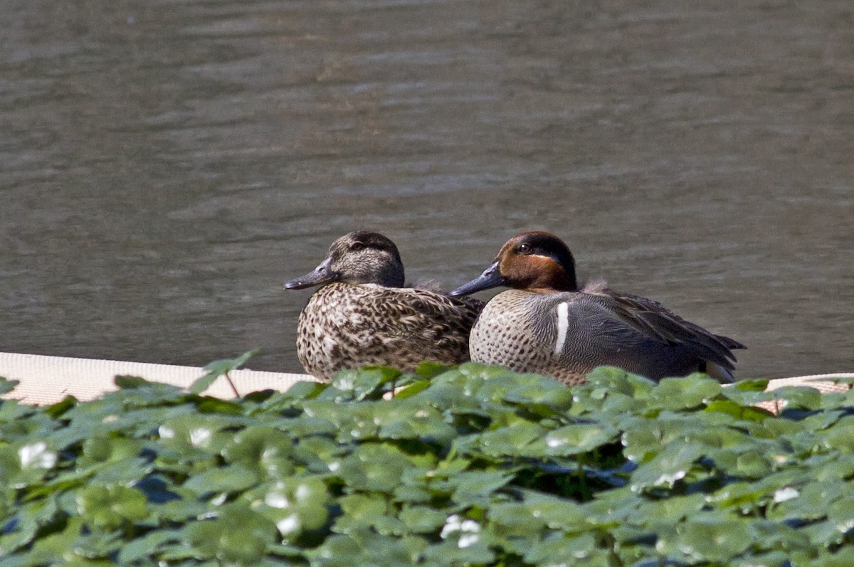 Green-winged Teal - ML91323921