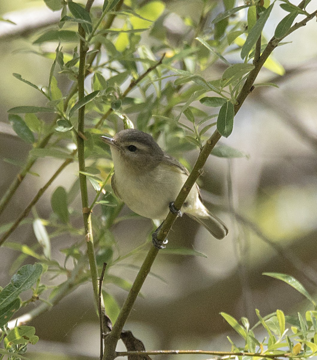 Warbling Vireo - ML91324071