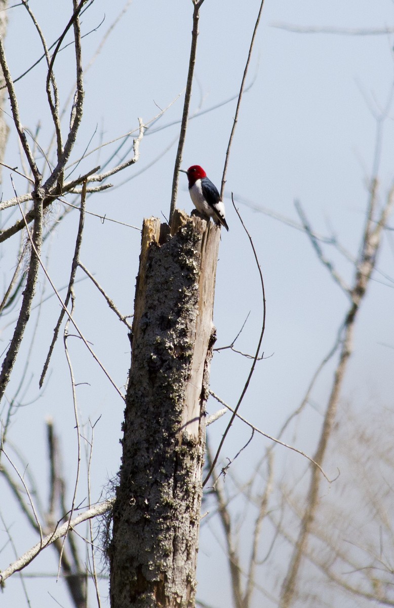 Red-headed Woodpecker - Liam Wolff