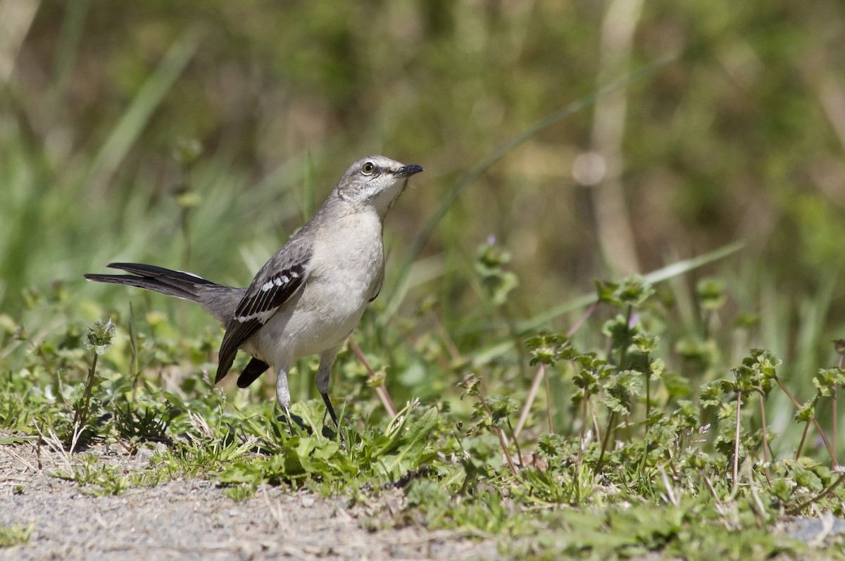 Northern Mockingbird - ML91324201