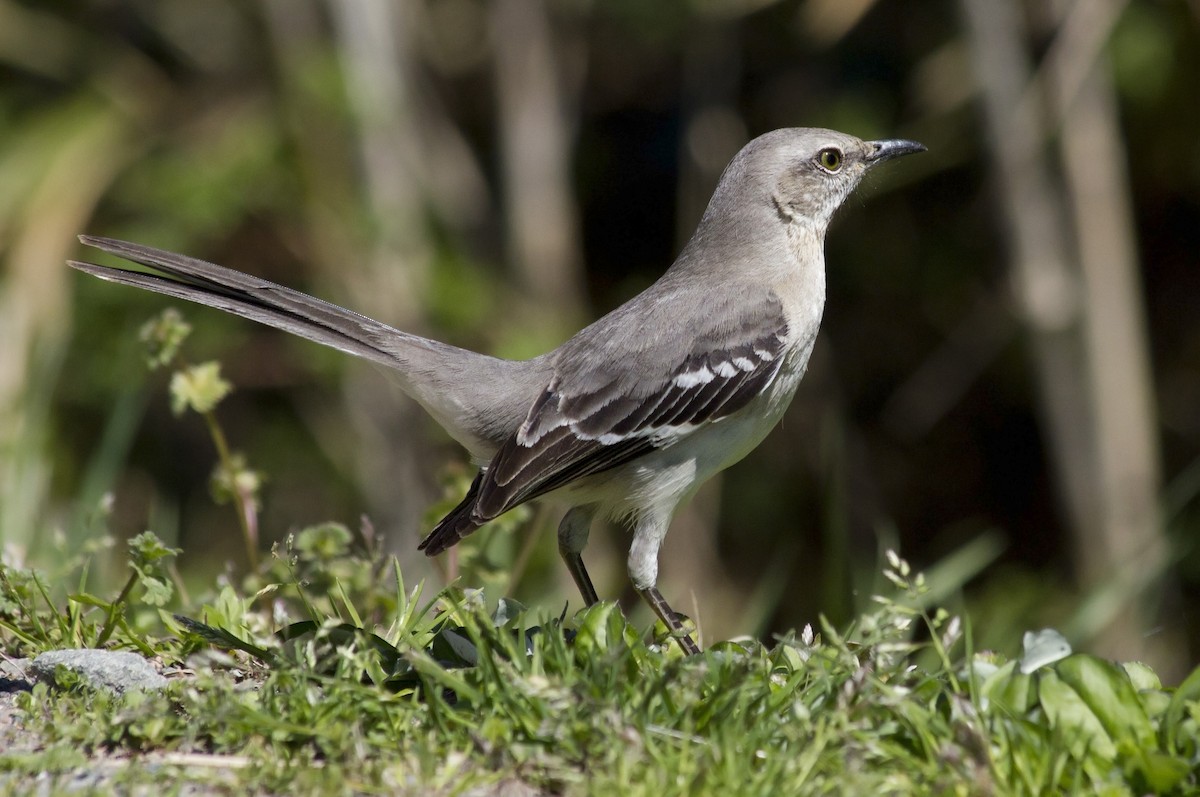 Northern Mockingbird - ML91324211