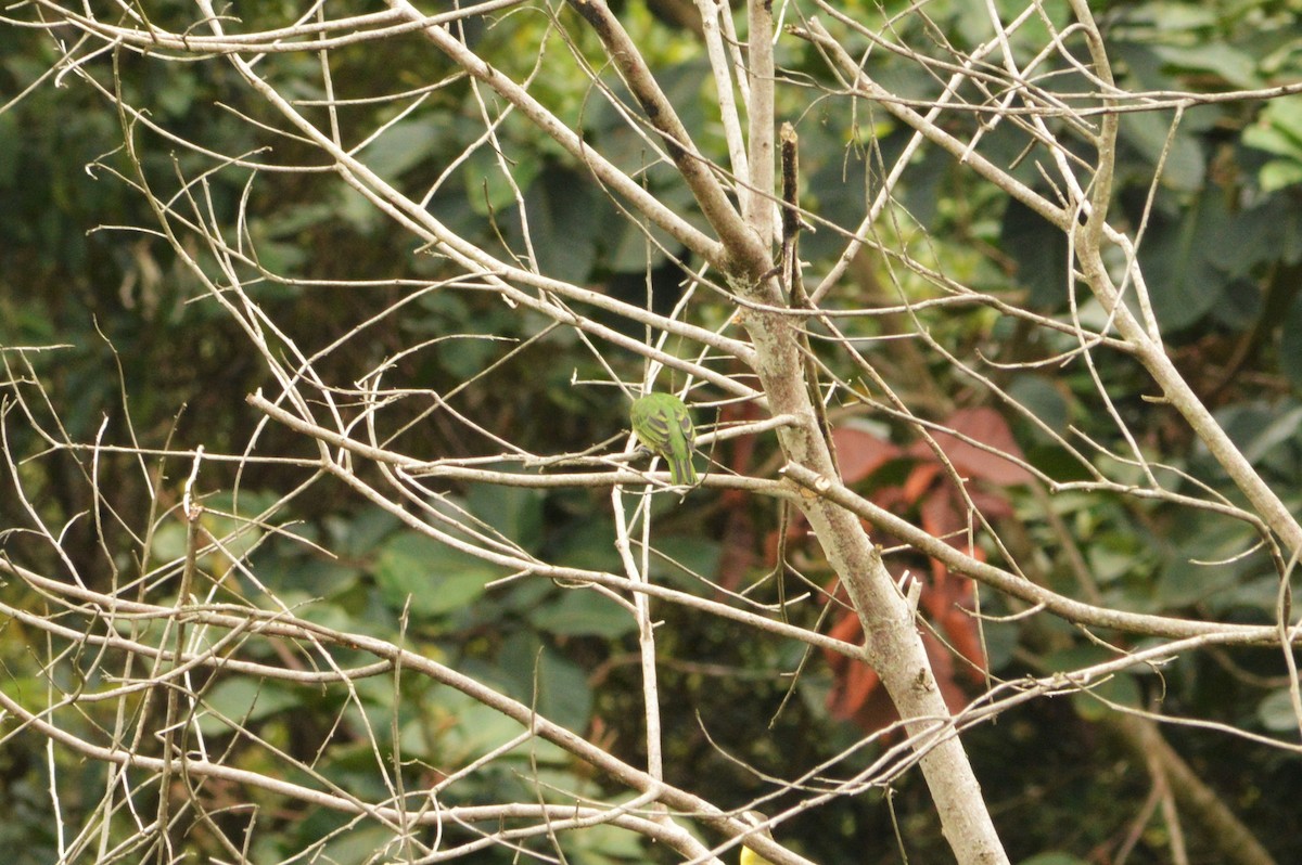 Swallow Tanager - ML91324341