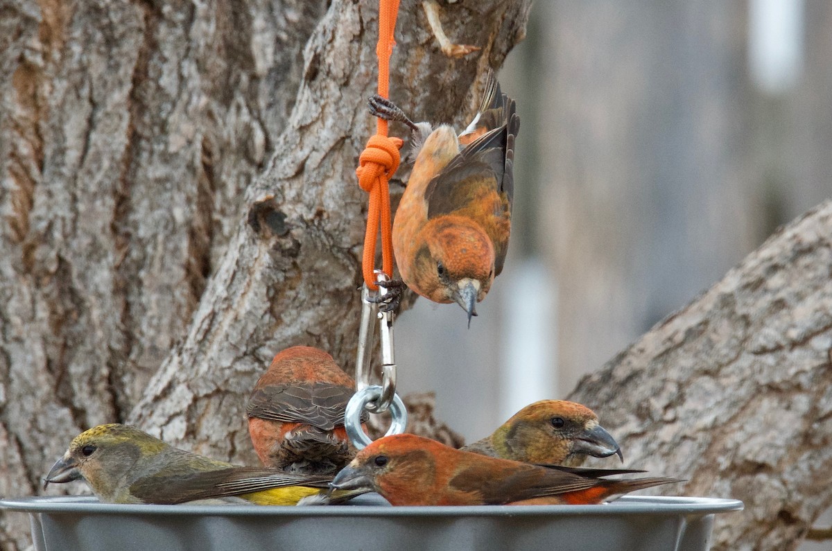 Red Crossbill - ML91324381