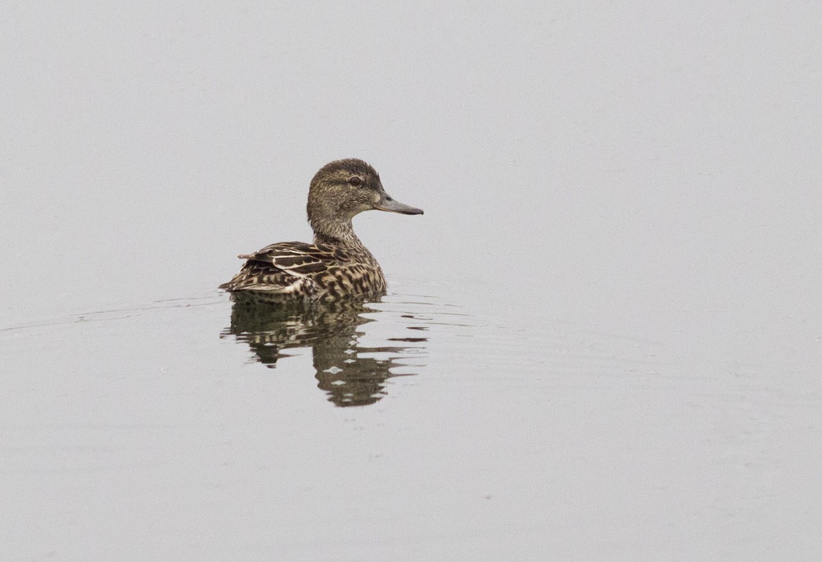 Green-winged Teal - ML91325121