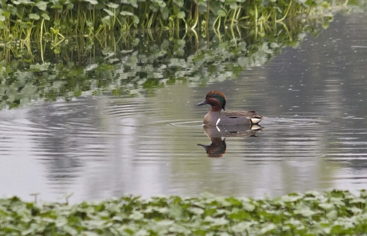Green-winged Teal - ML91325131