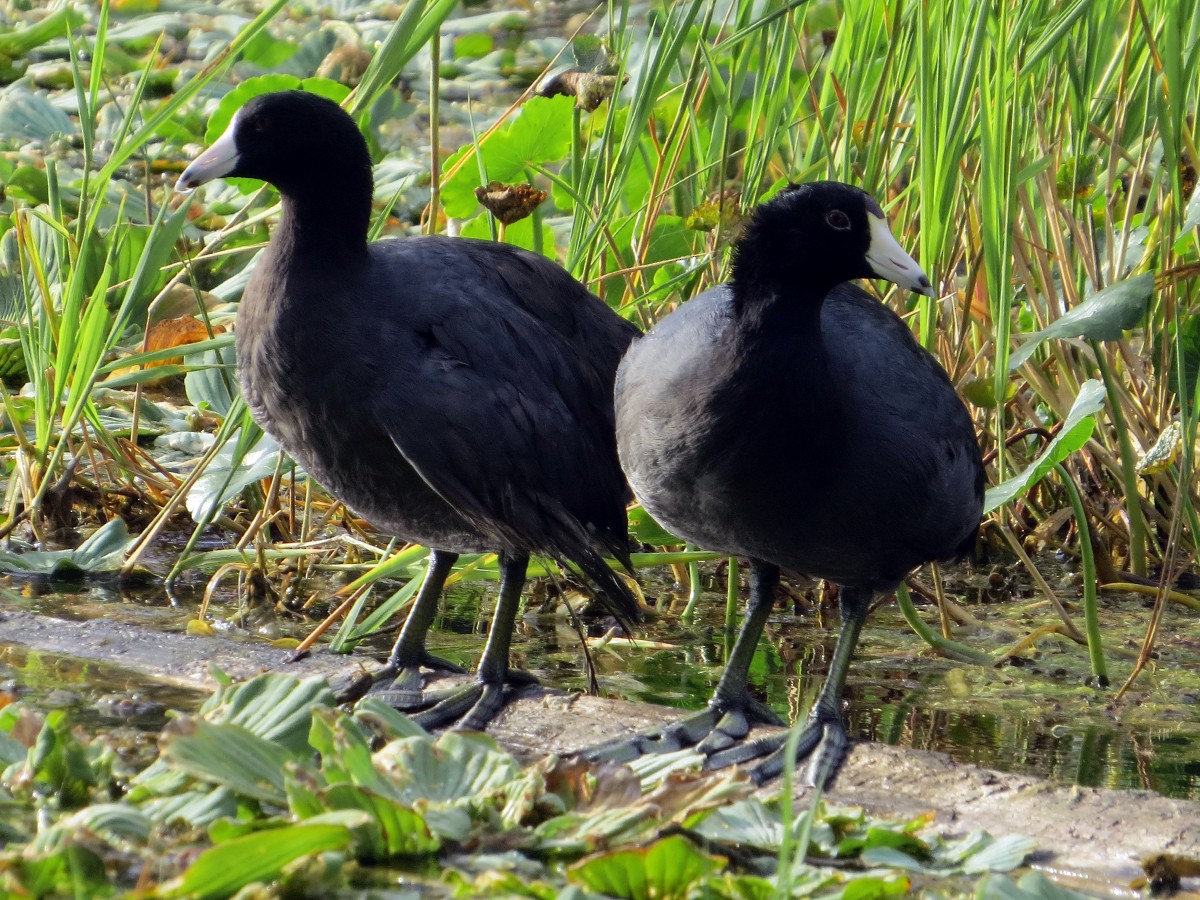 American Coot (Red-shielded) - ML91325561