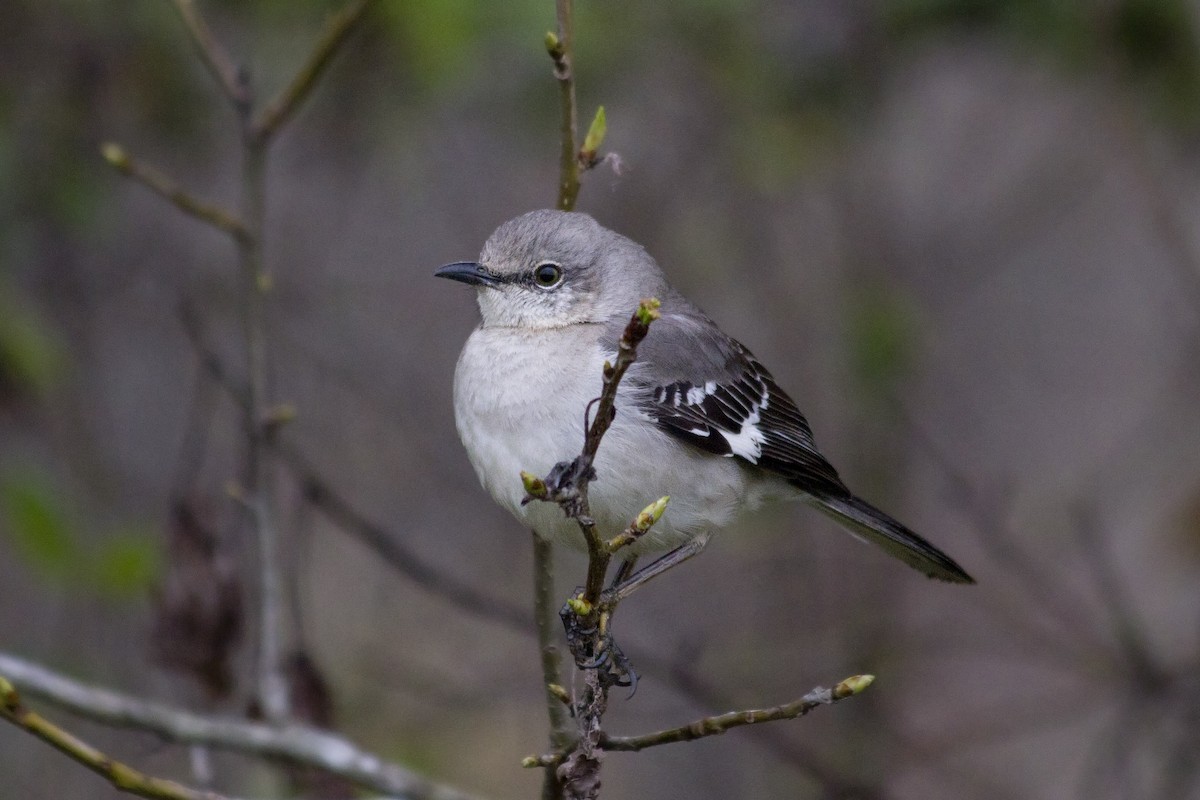 Northern Mockingbird - ML91325621