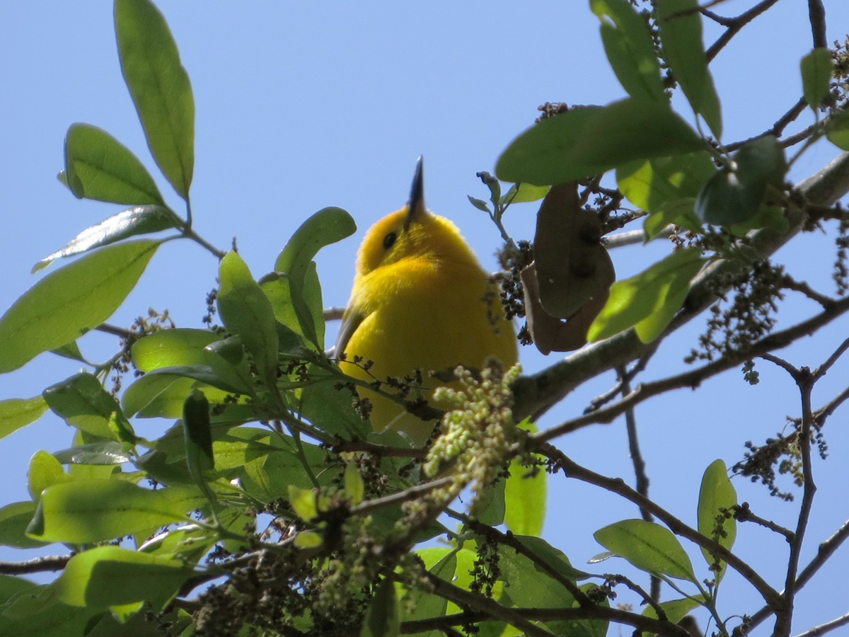 Prothonotary Warbler - ML91326471