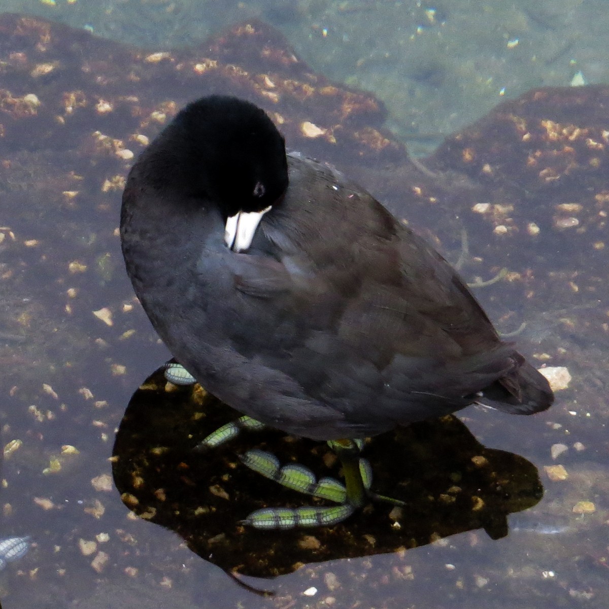 American Coot (Red-shielded) - ML91326891