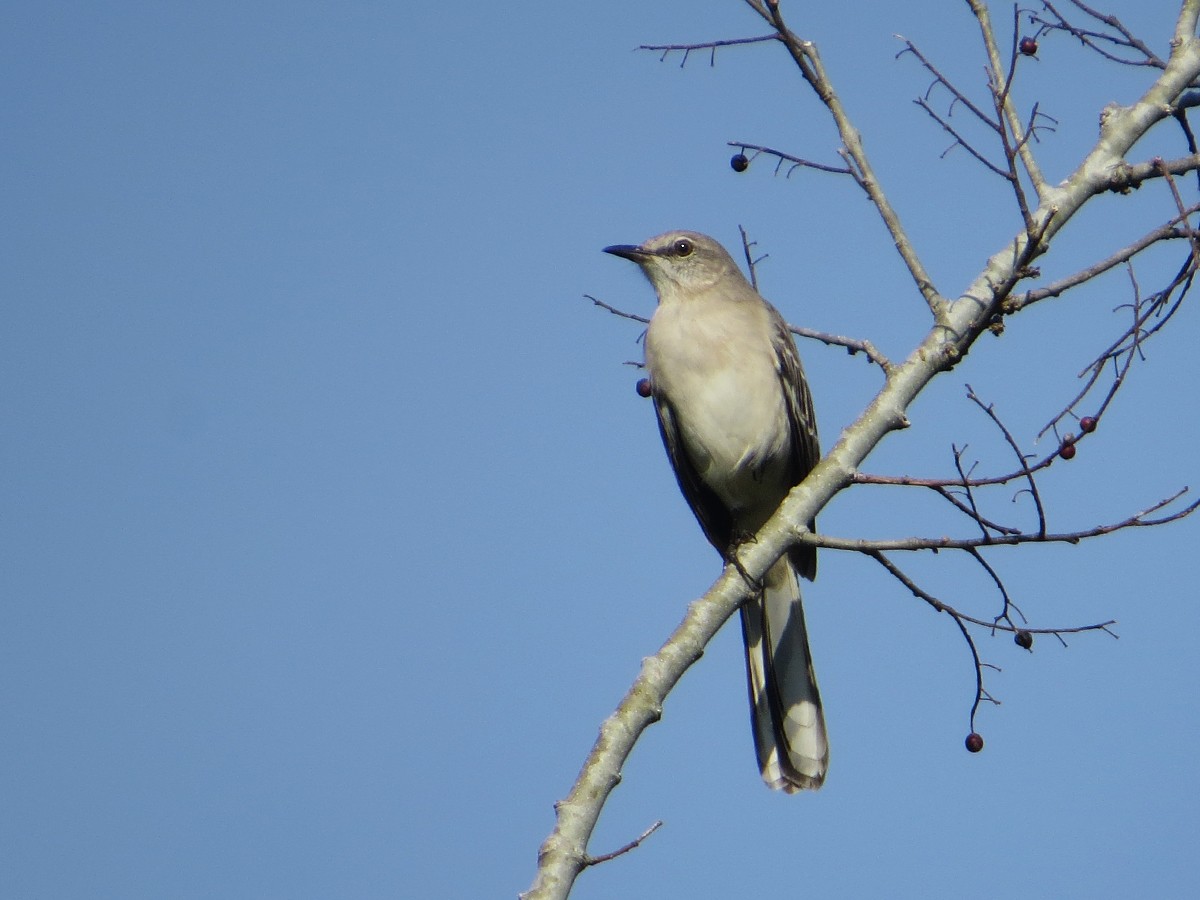 Northern Mockingbird - ML91329111