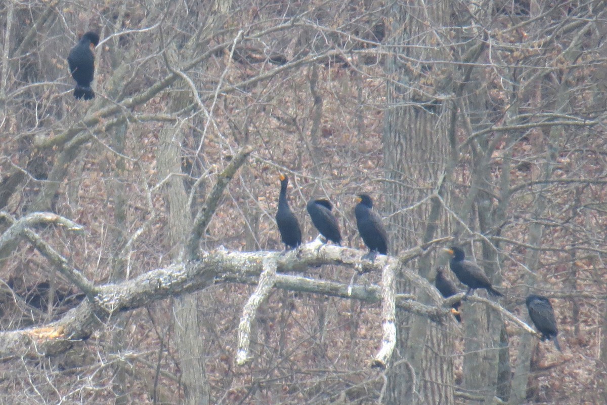 Double-crested Cormorant - ML91329431