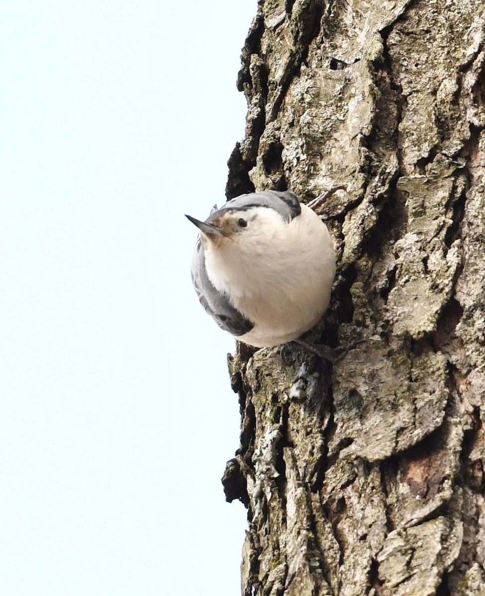 White-breasted Nuthatch - Barry Blust