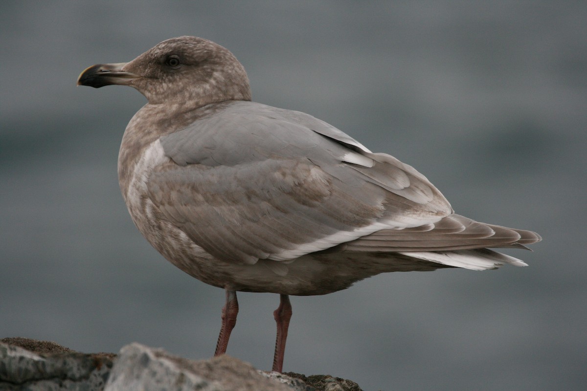 Glaucous-winged Gull - Isaac Helmericks