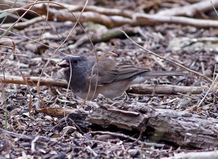 Dark-eyed Junco (Slate-colored) - ML91336871