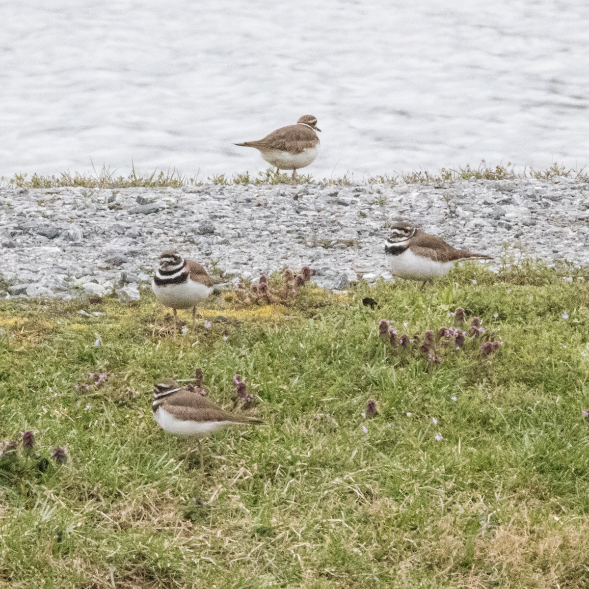 Killdeer - Martine Stolk